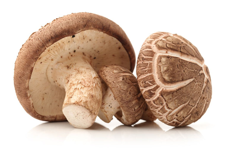 Shiitake