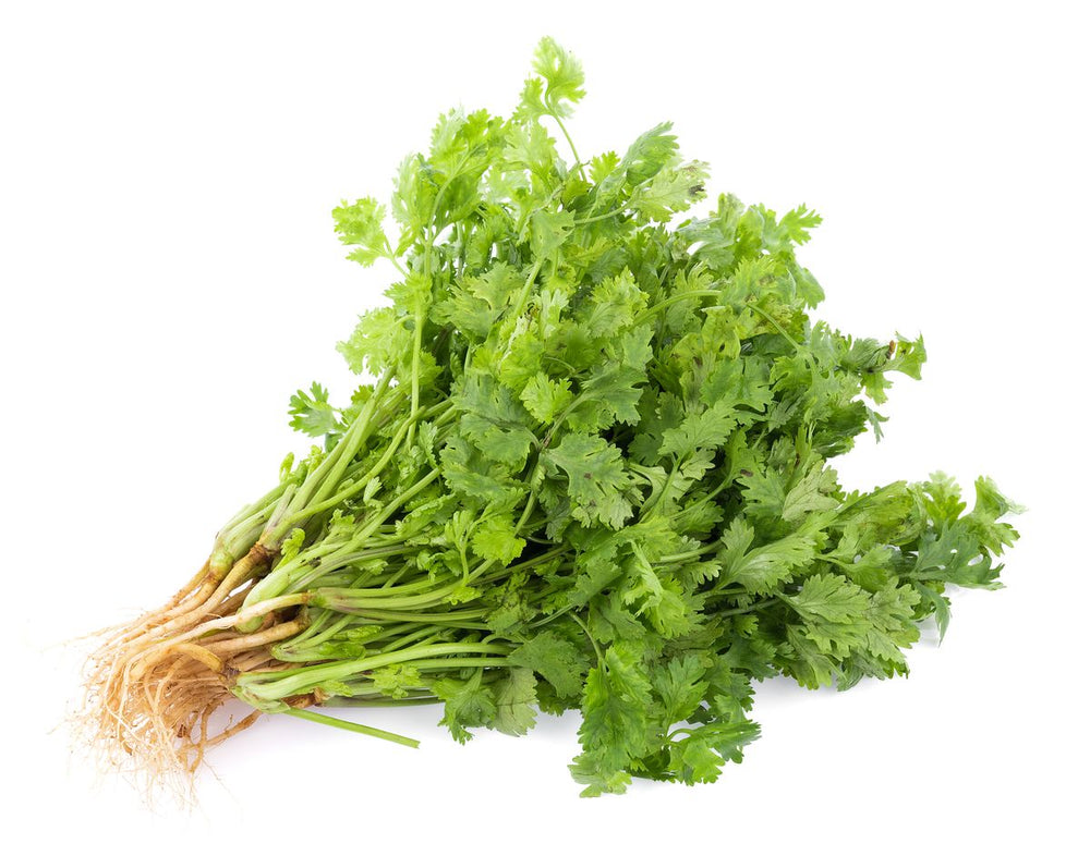 Coriander