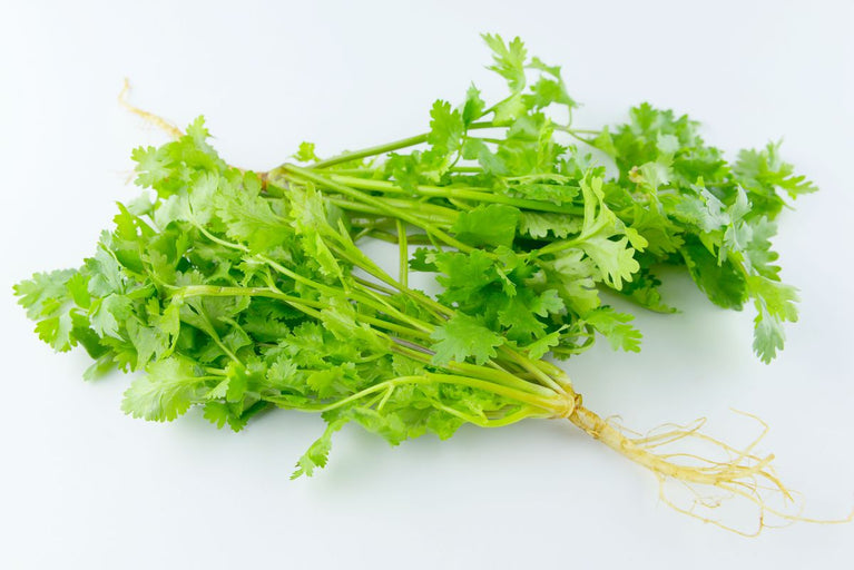 Coriander