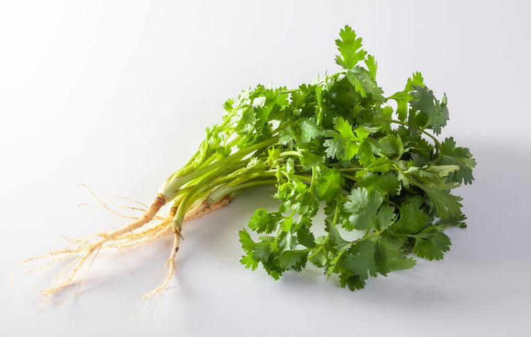 Coriander